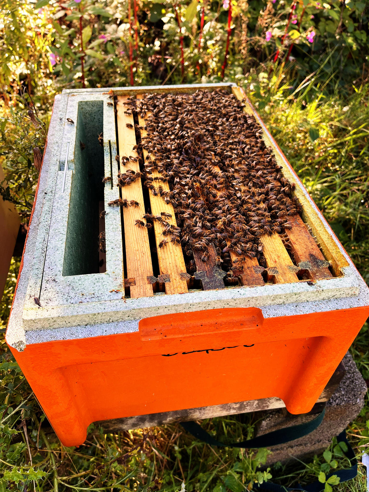 Langstroth poly NUC OF BEES - Due May 2027