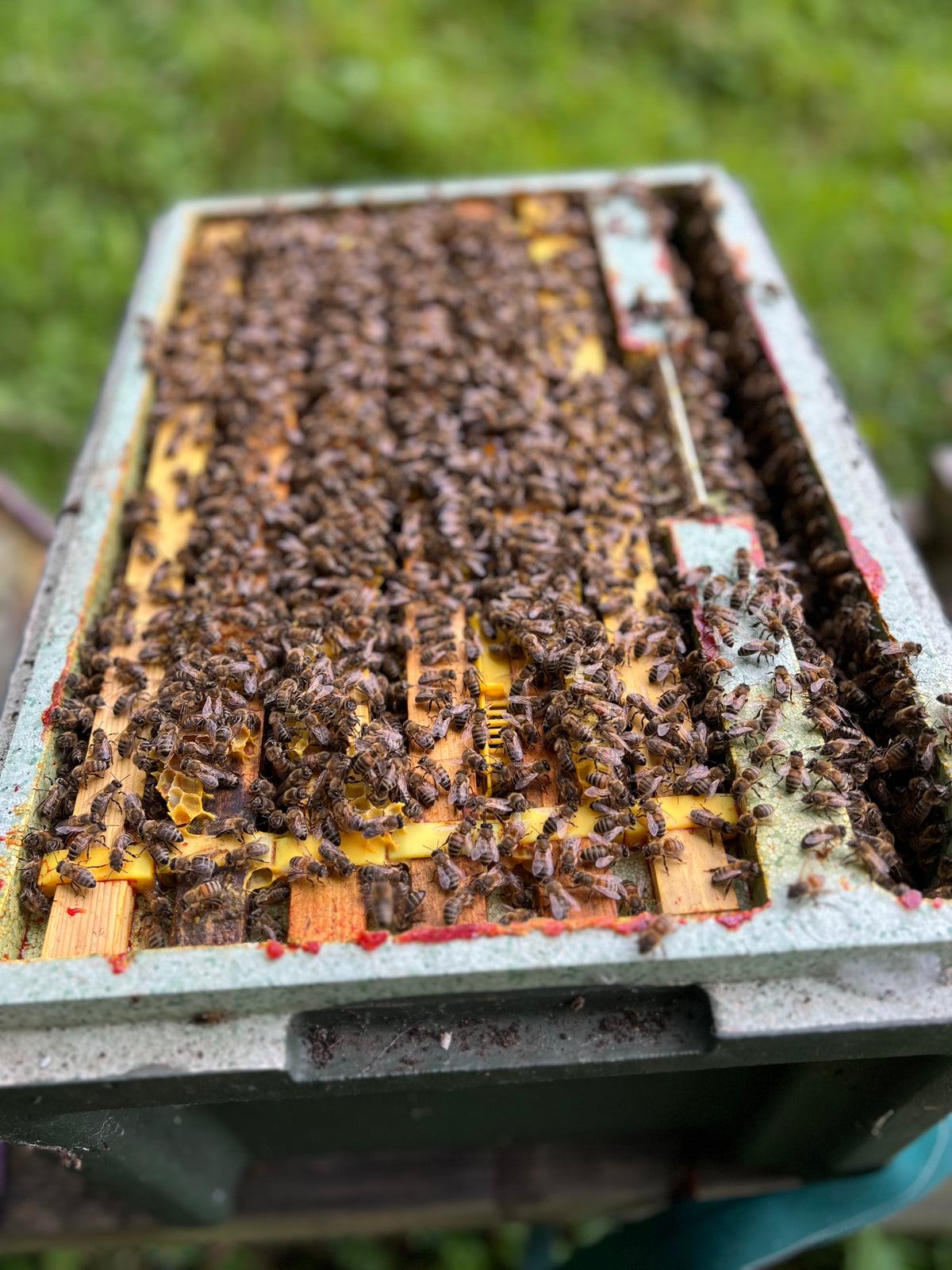 6 FRAME B.S. NUC OF BEES - Due April 2027