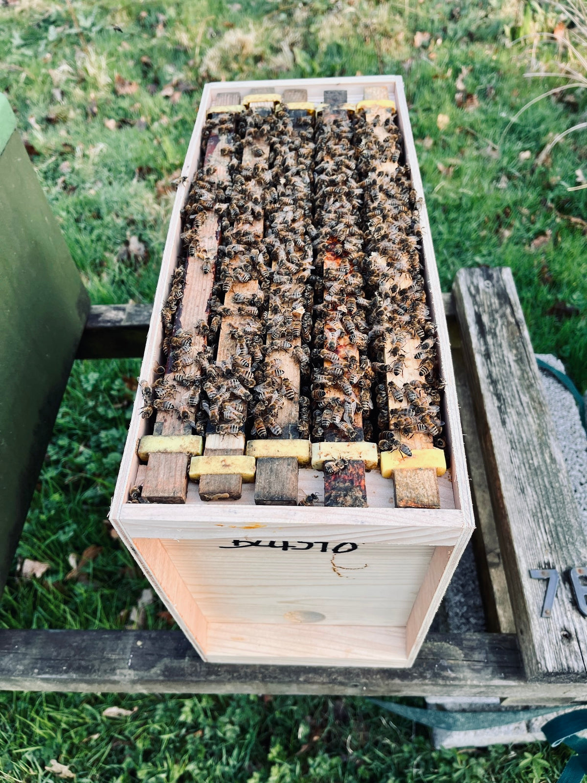 5 FRAME B.S. NUC OF BEES - Due April 2027