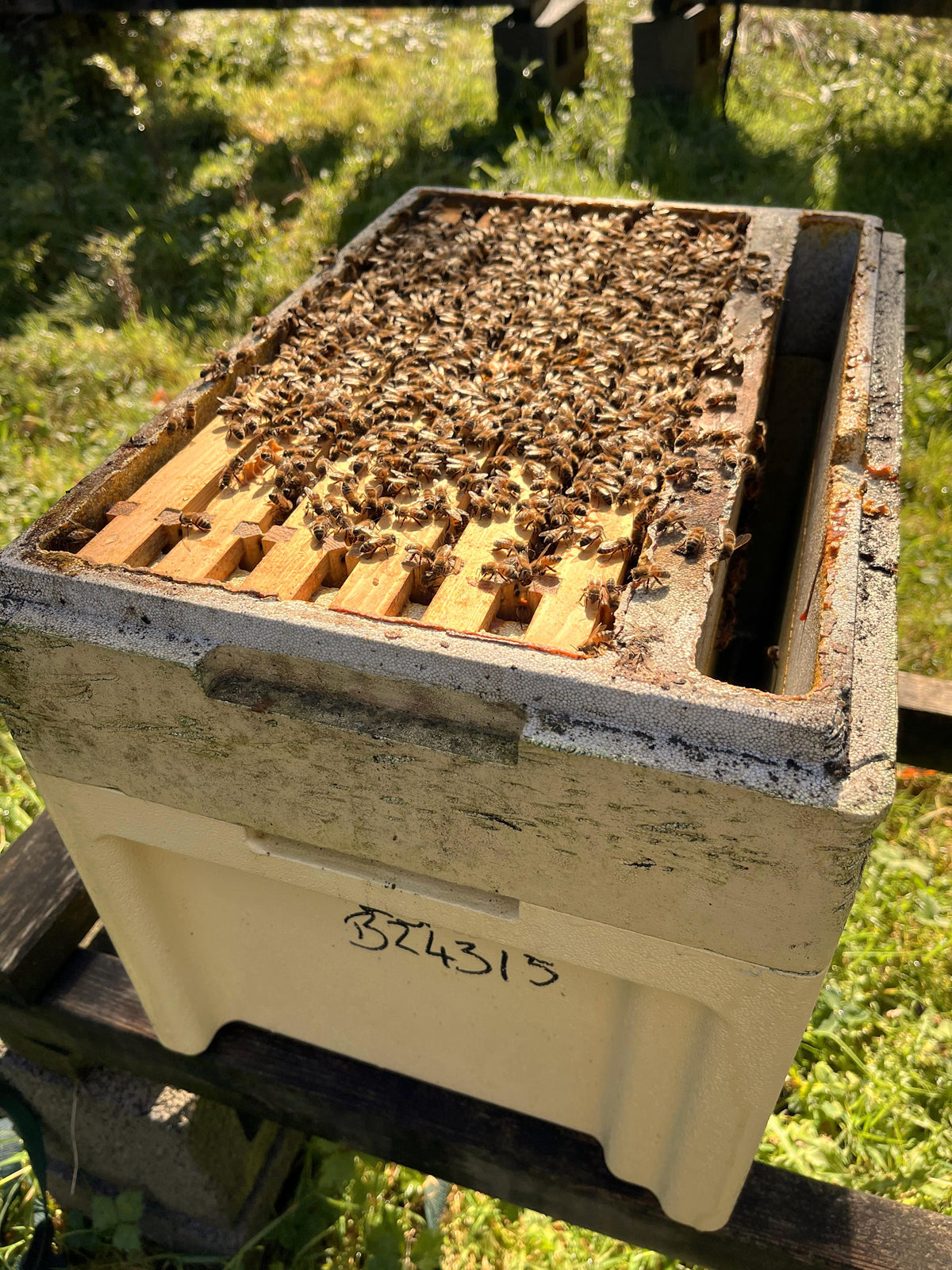 6 FRAME Jumbo 14x12 NUC OF BEES - Due May 2027