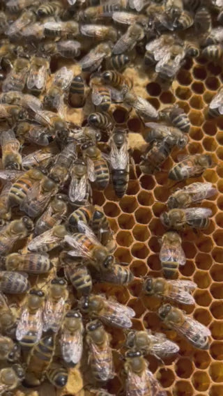 Load video: Virgin Local Queen (bulk 10 queens)